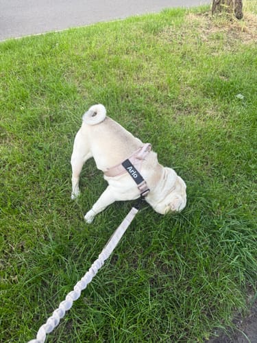 Kundbild — mops med rosa sele på gräs