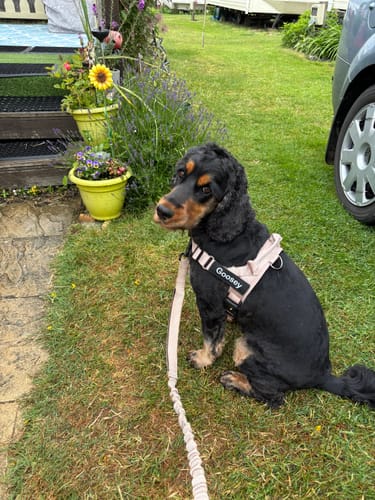 Kundbild — cocker spaniel med rosa sele i trädgård