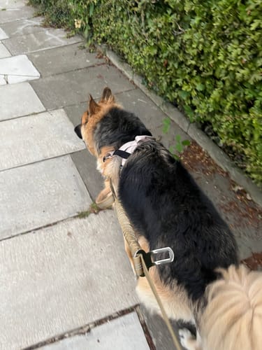 Kundbild — schäfer på promenad