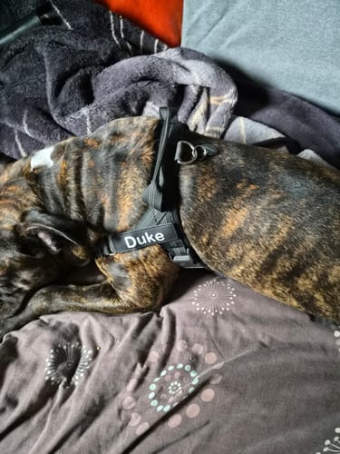 Kundbild — hund som sover med svart sele på