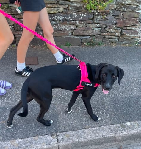 Kundbild — svart labrador med rosa sele