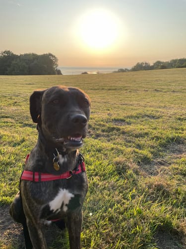 Kundbild — hund i sele framför solnedgång