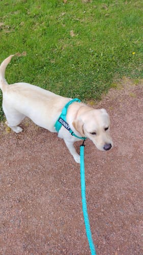 Kundbild — labrador med turkos sele