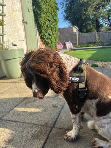 Kundbild — springer spaniel med grön sele